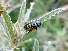 Calligrapha mexicana
