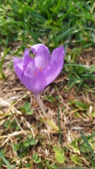 Crocus nudiflorus