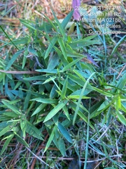 Dichanthelium scribnerianum
