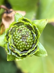 Silphium perfoliatum