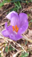 Crocus nudiflorus