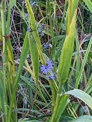 Symphyotrichum laeve