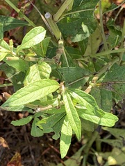 Salvia azurea