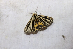 Apantesis virguncula