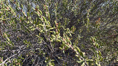 Ceanothus crassifolius