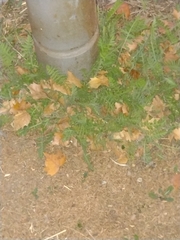 Achillea filipendulina