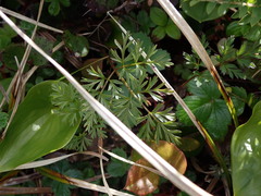 Conioselinum gmelinii
