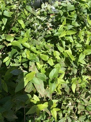 Celtis tenuifolia