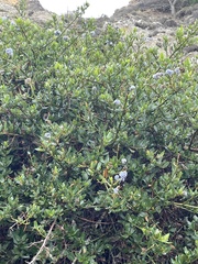 Ceanothus thyrsiflorus