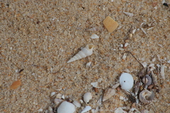 Turritellinella tricarinata