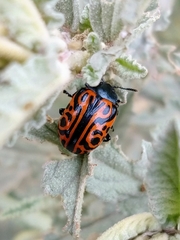 Calligrapha mexicana
