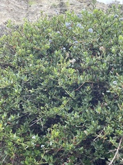 Ceanothus thyrsiflorus