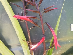 Pitcairnia