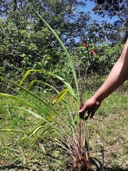 Pitcairnia