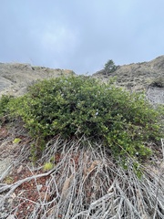 Ceanothus thyrsiflorus
