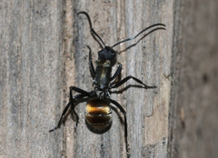 Polyrhachis ammon