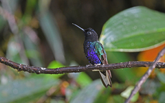 Boissonneaua jardini