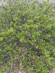 Ceanothus thyrsiflorus