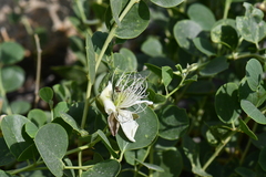 Capparis spinosa