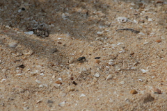 Cicindelina
