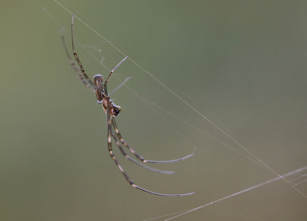 Joro Spider From Gwinnett County, GA, USA On October 11, 2022 At 10:37 ...