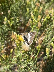 Heliopetes domicella
