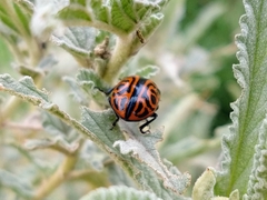 Calligrapha mexicana
