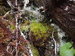 Dicranum fuscescens