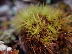 Dicranum fuscescens