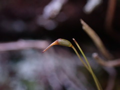Dicranum fuscescens