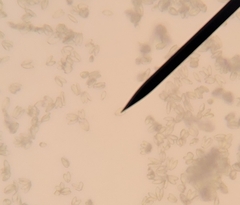 Erysiphe extensa curta