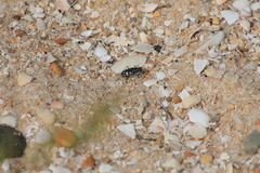 Cicindelina
