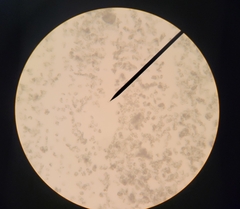 Erysiphe extensa curta