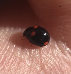 Brachiacantha quadripunctata