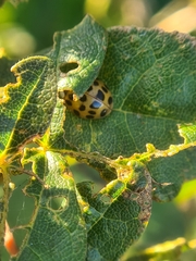 Harmonia axyridis