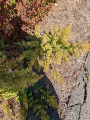 Lepidium ruderale