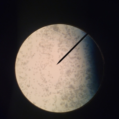 Erysiphe extensa curta