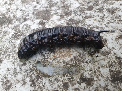 Agrius convolvuli