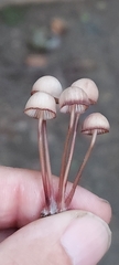 Mycena sanguinolenta