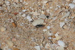 Cicindelina