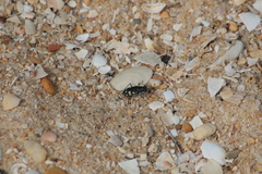 Cicindelina