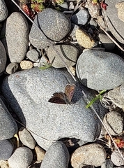 Lycaena
