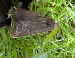 Aporophyla lutulenta
