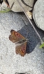 Lycaena