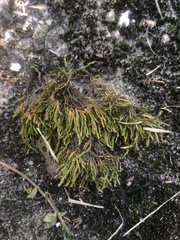 Claopodium rostratum