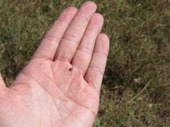 Rhipicephalus pulchellus