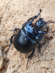 Typhaeus typhoeus