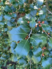 Ilex
