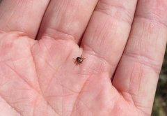 Rhipicephalus pulchellus