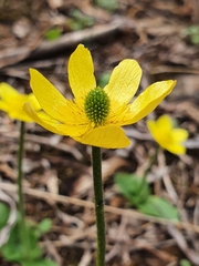 Ranunculus bullatus